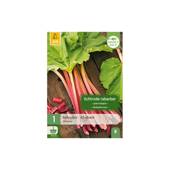 1 plant de rhubarbe victoria