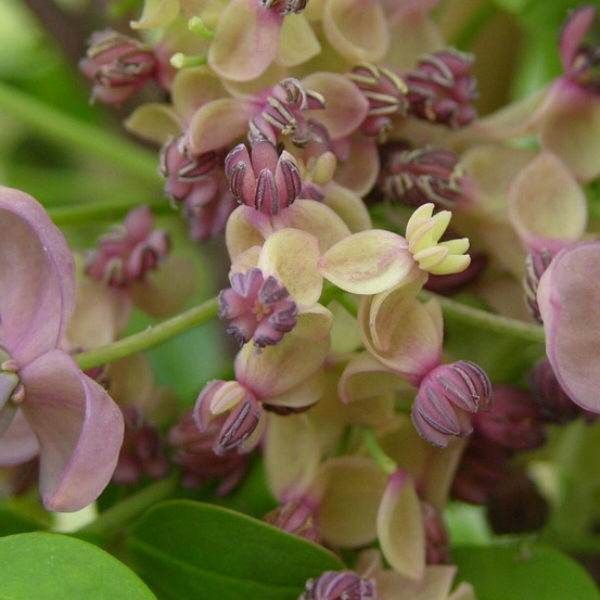 Akebie quinata silver bells pot de 1,5l - tuteur bambou 30/60 cm