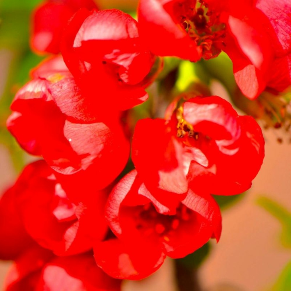 Cognassier du japon 'rubra' (chaenomeles speciosa 'rubra')