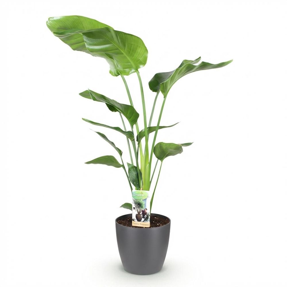 Strelitzia nicolai
