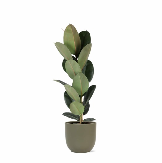 Ficus elastica robusta et son pot olive - hauteur 90cm