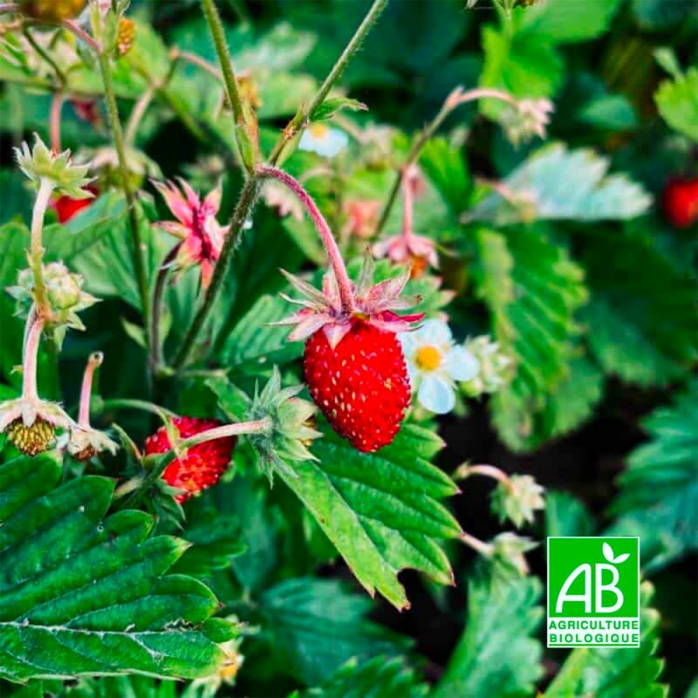 Fraisier des bois 'reine des vallées' bio (fragaria vesca alpina 'reine des vallées')