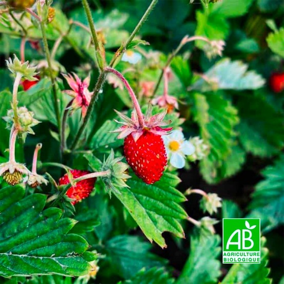 Fraisier des bois 'reine des vallées' bio (fragaria vesca alpina 'reine des vallées')