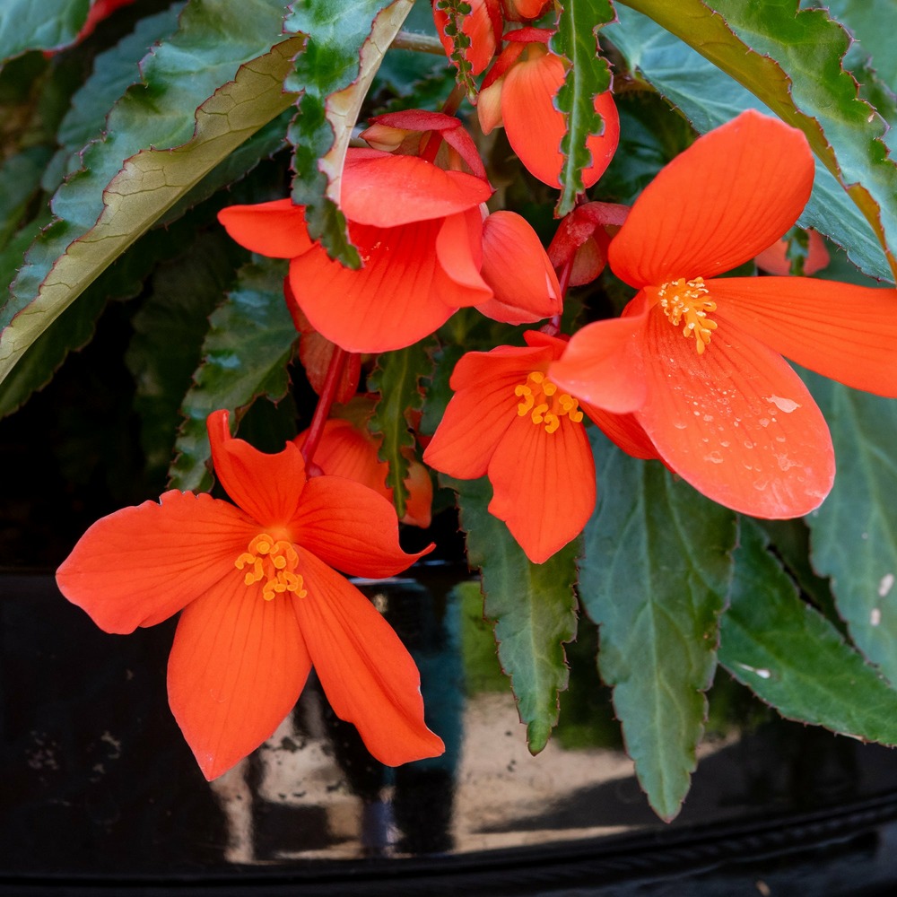 Bégonia retombant orange - le pot / ø 10.5cm