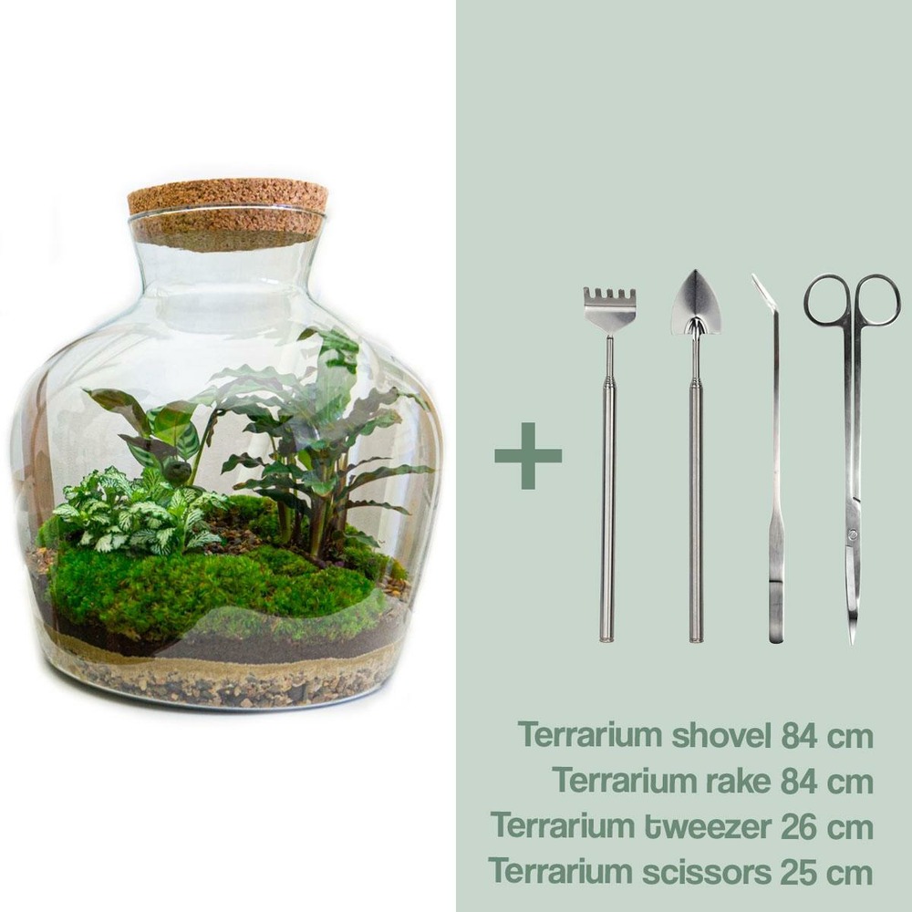 Diy terrarium - fat joe - h30 cm - ø30 cm