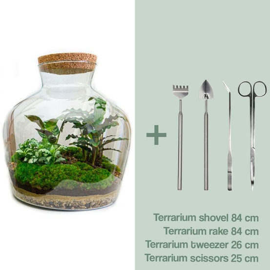 Diy terrarium - fat joe - h30 cm - ø30 cm