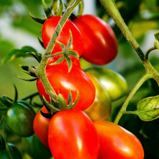 Graines de tomate lancelot hf1 - vilmorin sachet