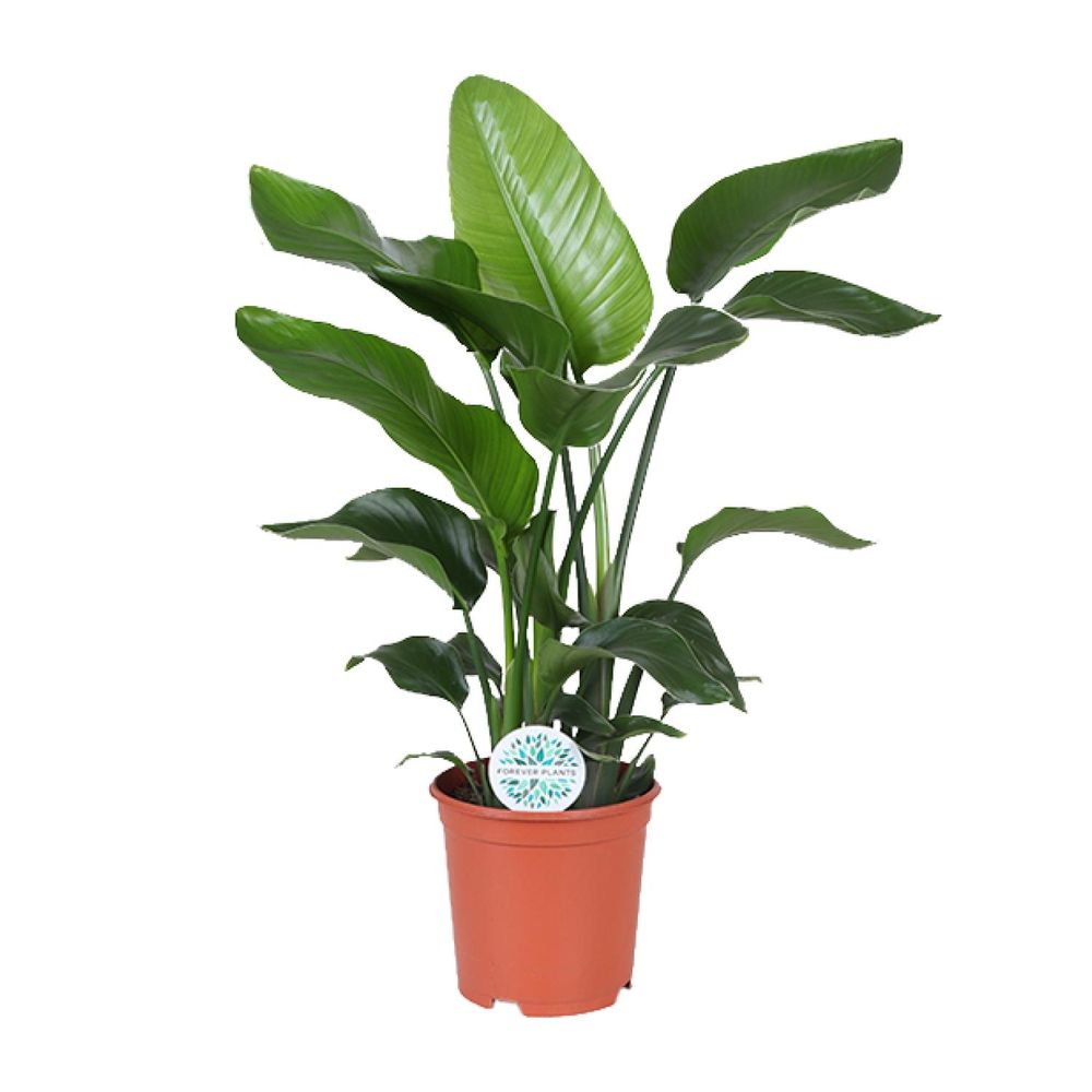 Strelitzia nicolai - ø21cm - ↕80cm - plantes d'intérieur