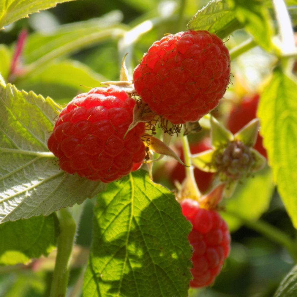Framboisier racines nues héritage - rubus idaeus héritage