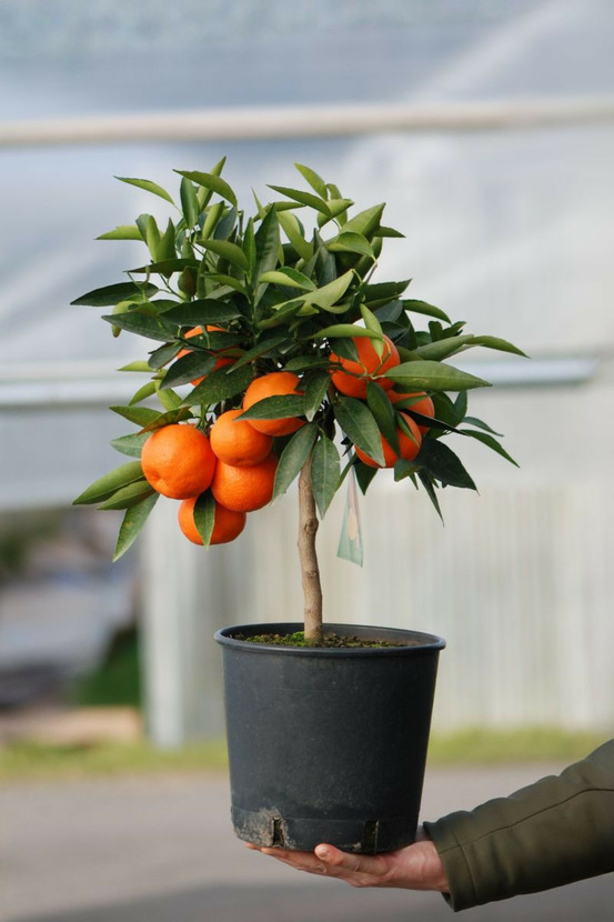 Clémentinier - en pot de 5 litres