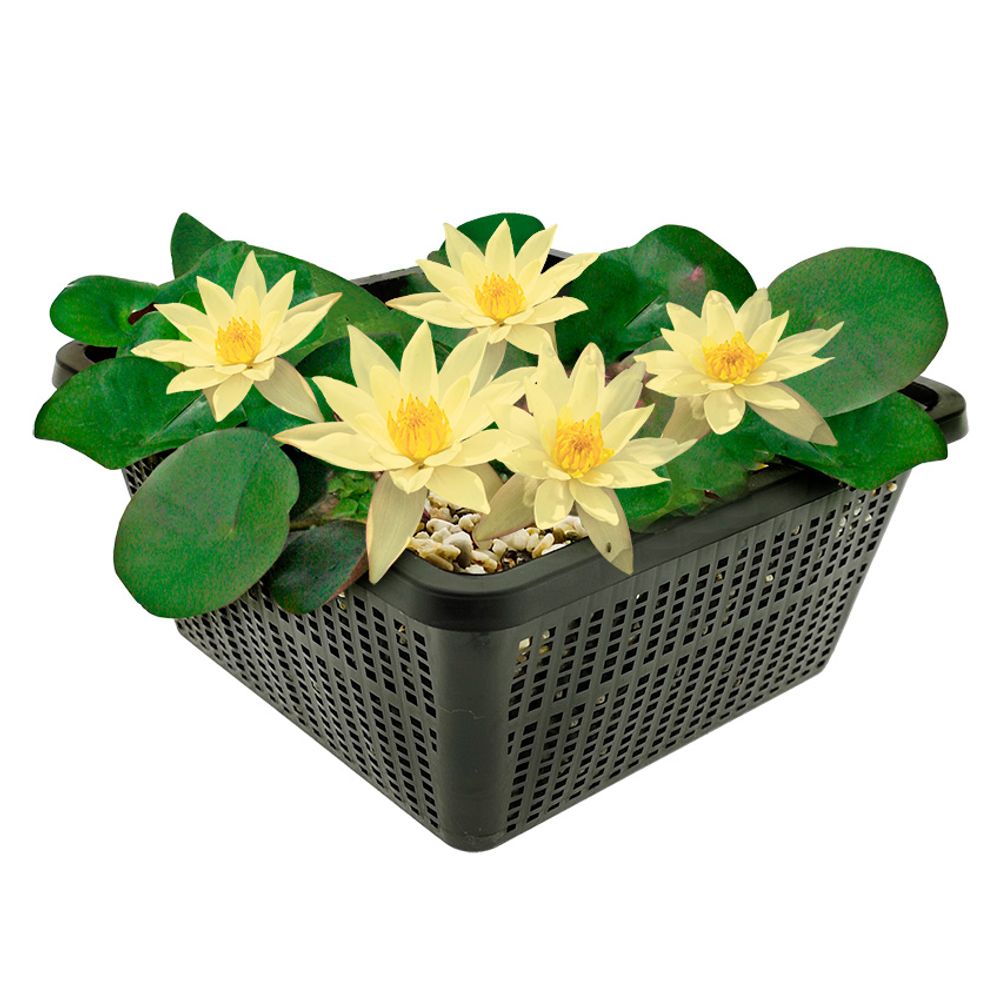 Nénuphar nain jaune - plante d'étang - panier, substrat, argile et gravier inclus