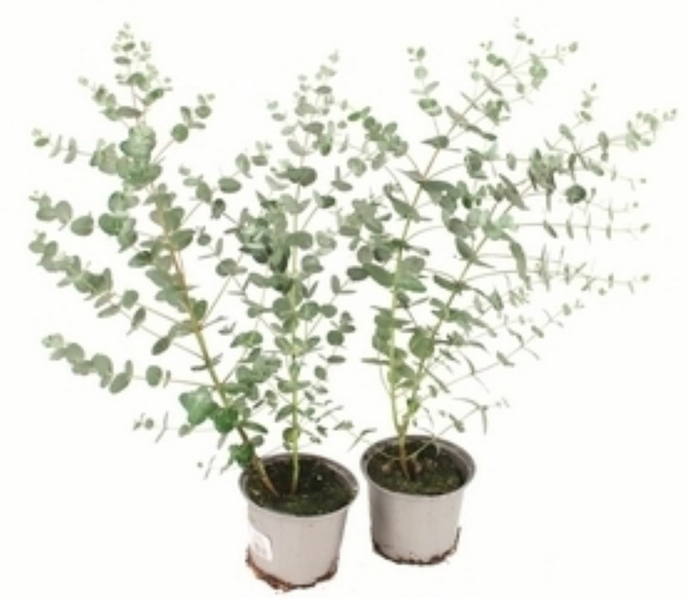 Eucalyptus pot 10,5 cm