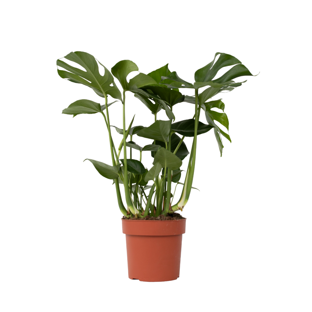 Plante à trous - monstera deliciosa - hauteur 70-80cm - ⌀21cm