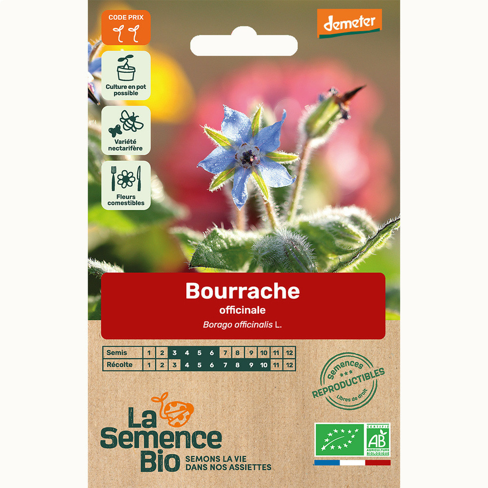 Bourrache officinale - graines bio