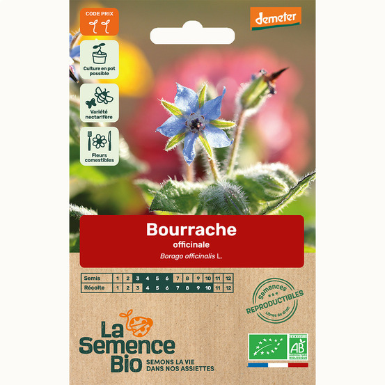 Bourrache officinale - graines bio