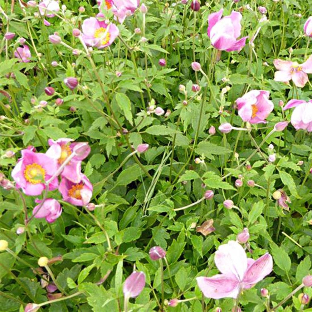 Anémone du japon 'pretty lady susan' godet de 8/9 cm