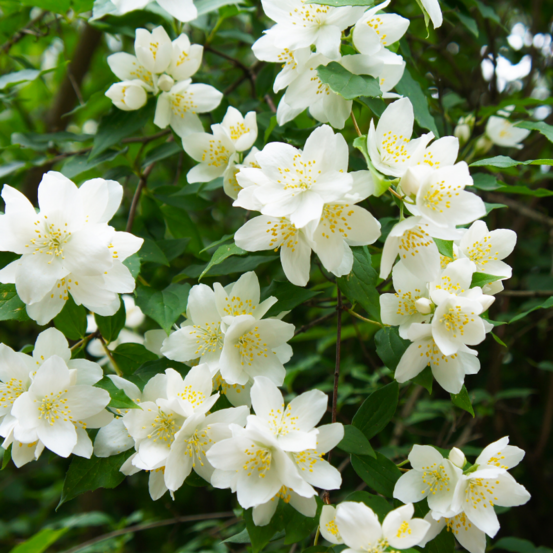 Seringat - philadelphus manteau dhermine 3l