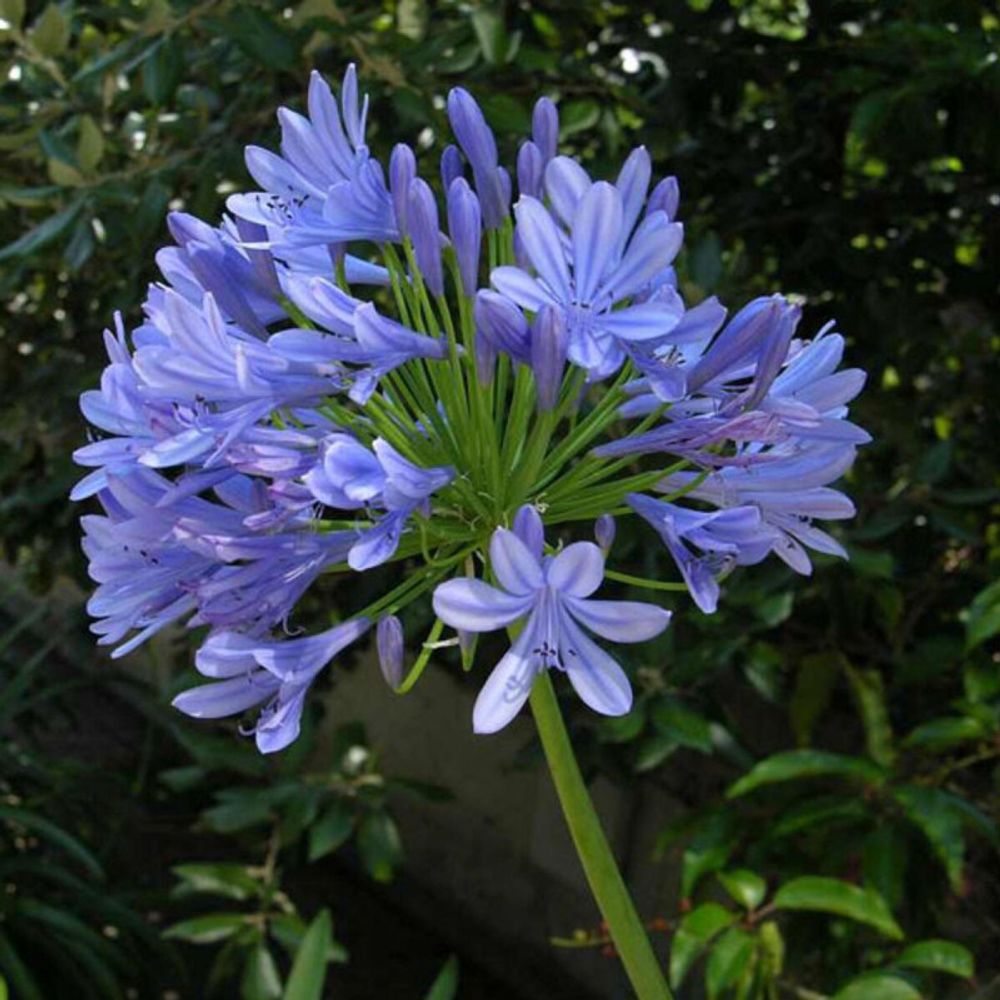 Agapanthe umbellatus bleue (anciennement africanus) pot de 3l - touffe