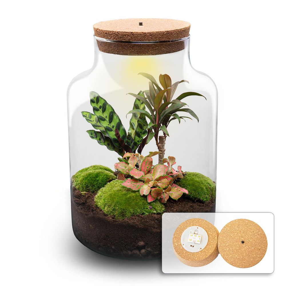 Lot de 3 - kit terrarium - h30 cm - ø21 cm