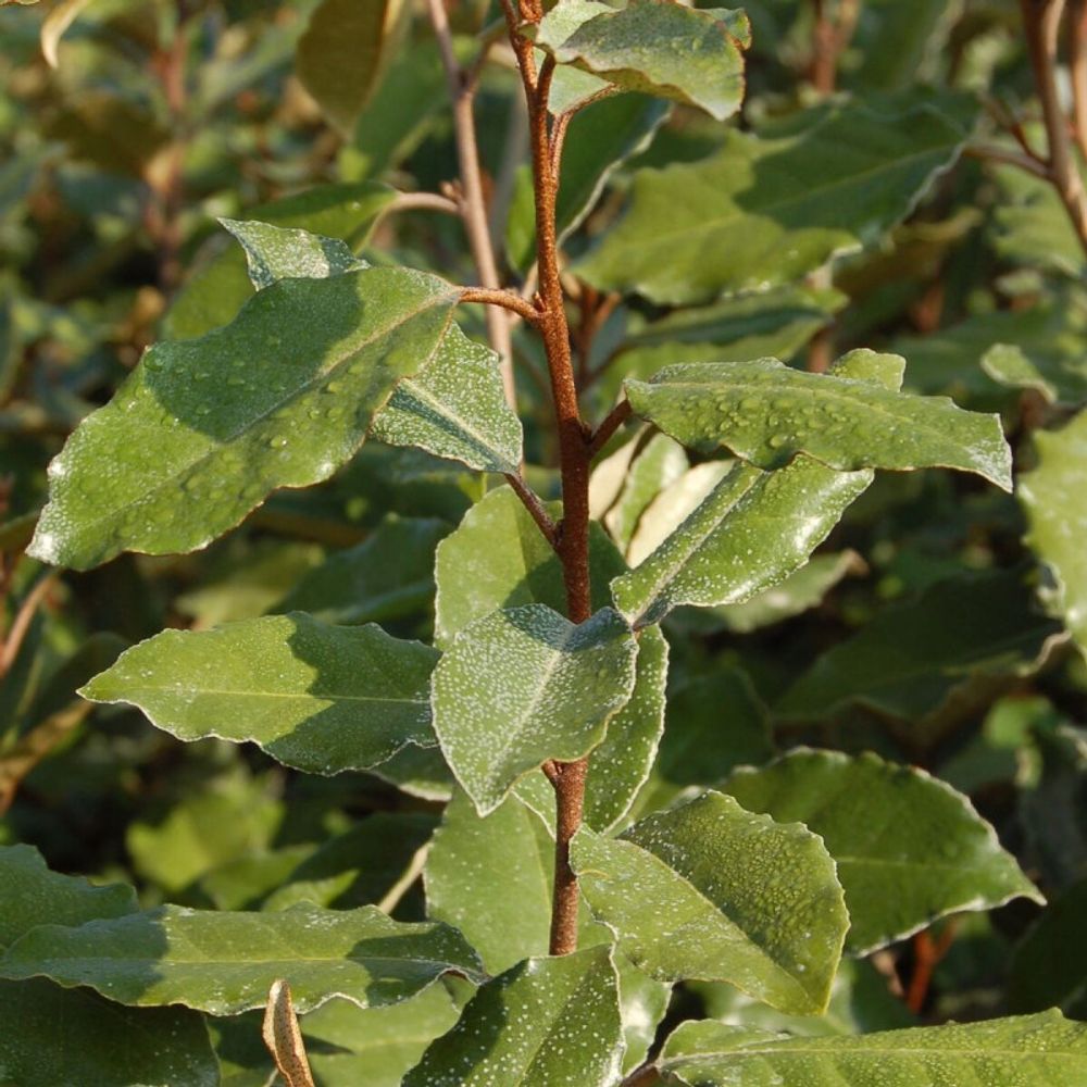 Elaeagnus ebbingei, chalef de ebbing pot de 5l - 80/100 cm