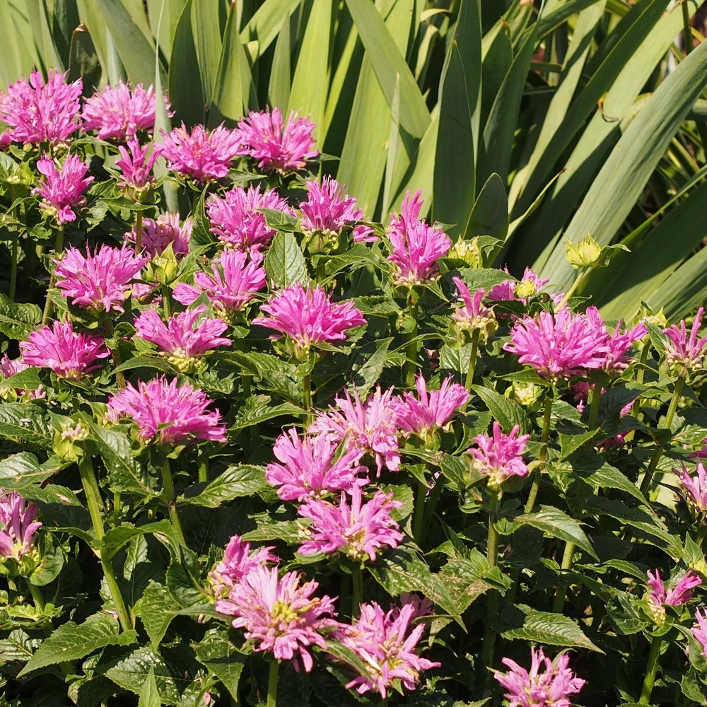 Monarde 'petite delight' godet de 8/9 cm