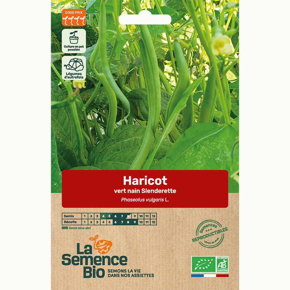 Haricot vert nain slenderette - graines bio