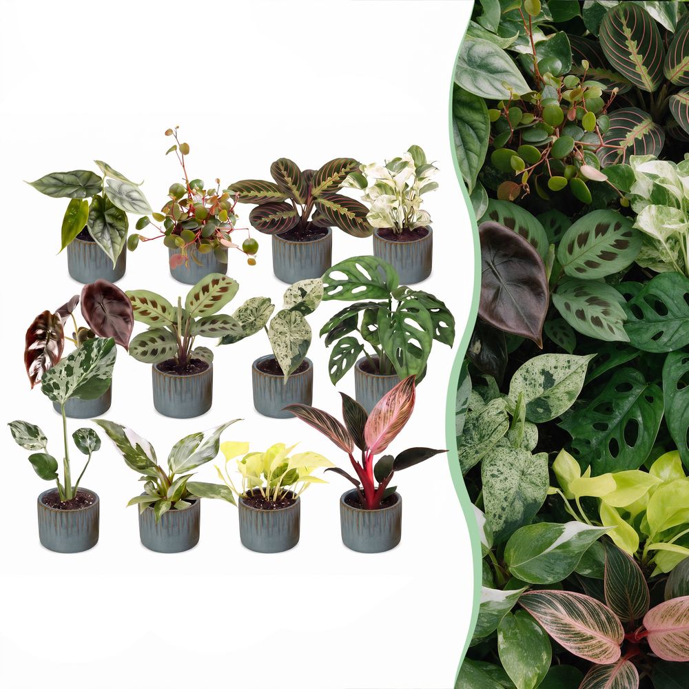 Box surprise baby plantes tropicales - lot de 12 mini plantes avec cache-pots linnea bleu brume - pot ø6 cm