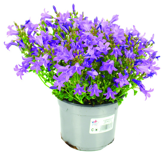 Campanule muralis pot 10,5 cm