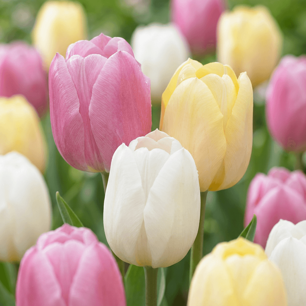 Tulipe 'sorbet' en mélange (tulipa) - floraison printanière - calibre 11/12 - 12 bulbes