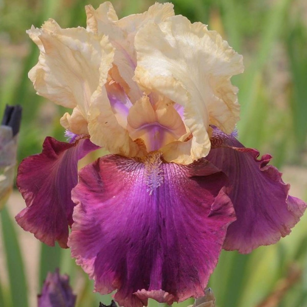 Iris des jardins 'jazz festival' godet de 8/9 cm