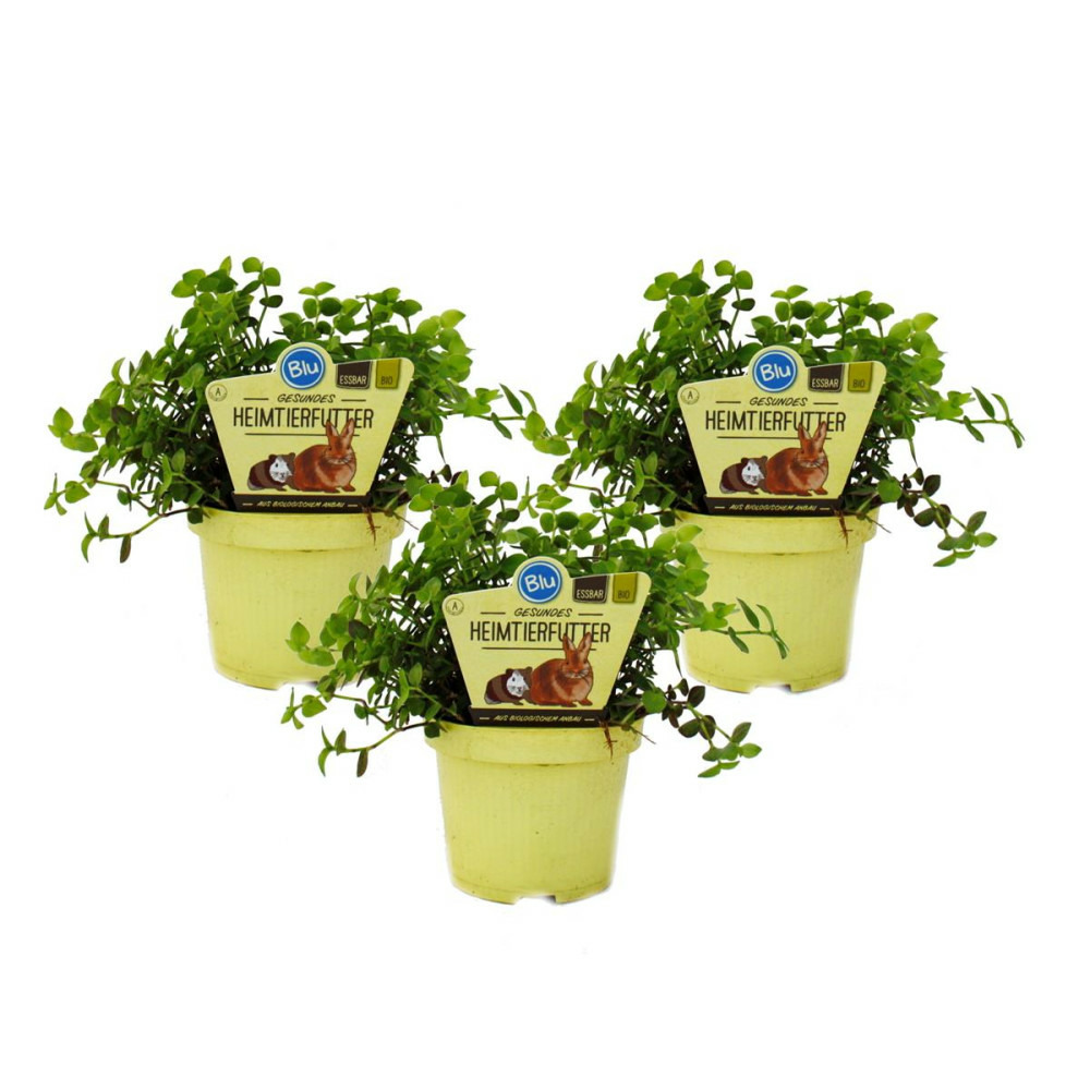 Lot de 3 plantes fourragères - Callisia repens - aliment vital pour lapins, hamsters & cobayes
