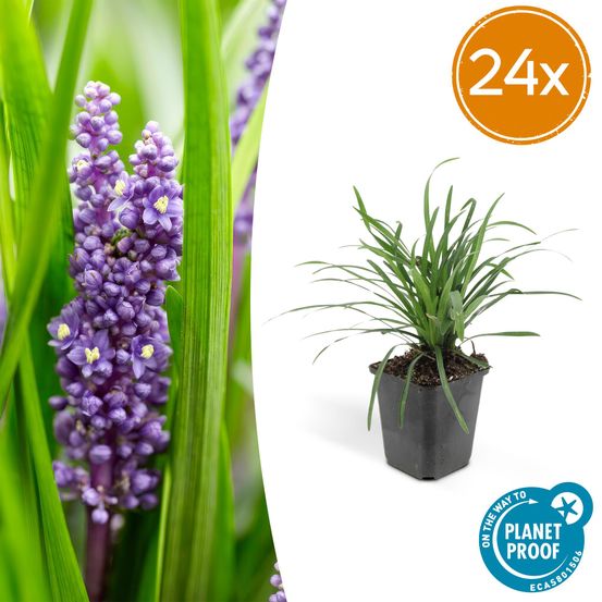 Lot de 24 - liriope muscari 'big bleu' - h10-25 cm