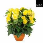 Mica decorations fleur artificielle begonia - 35x35x37 cm - pe - jaune