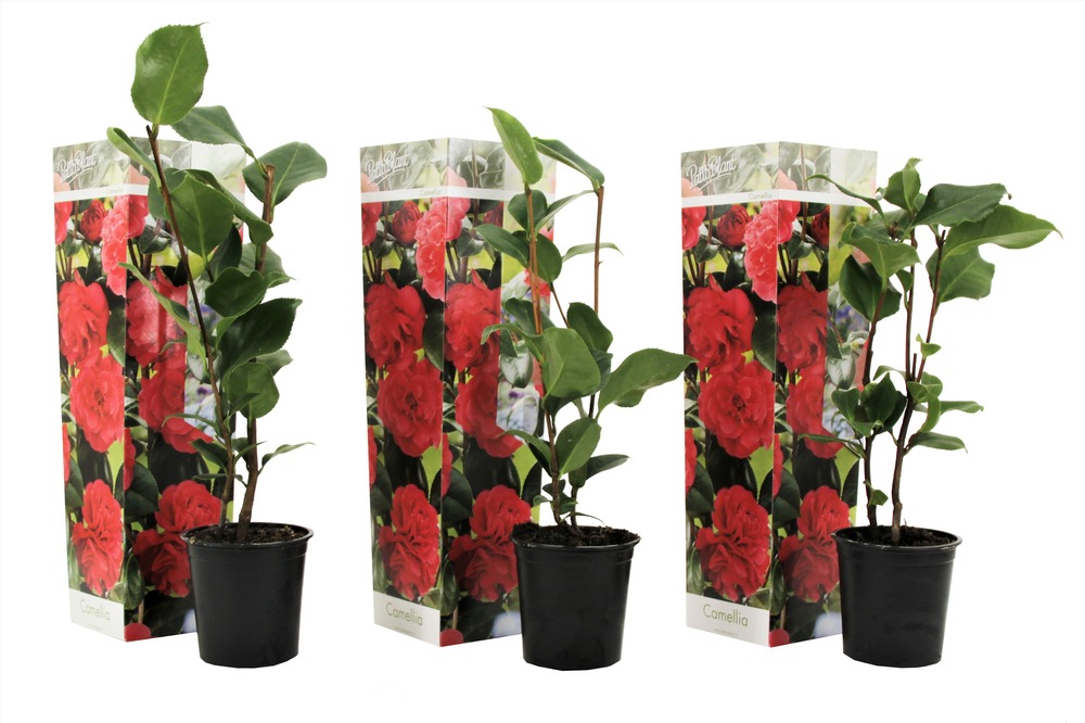 Camélia - set de 3 - camellia japonica 'lady campbell' - hauteur 25-40cm - ⌀9cm