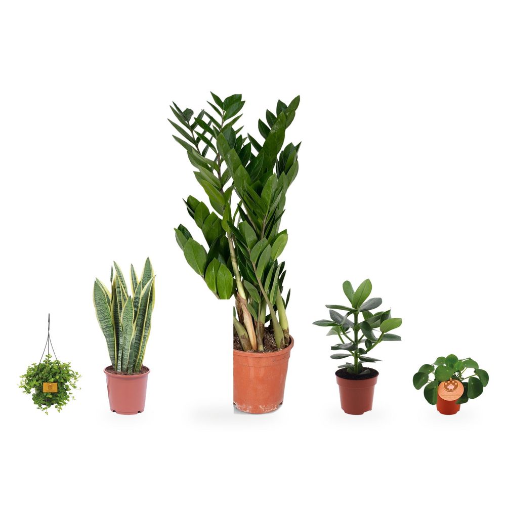 Coin graphique - zamioculcas et 4 feuillages complémentaires — lot de 5 plantes