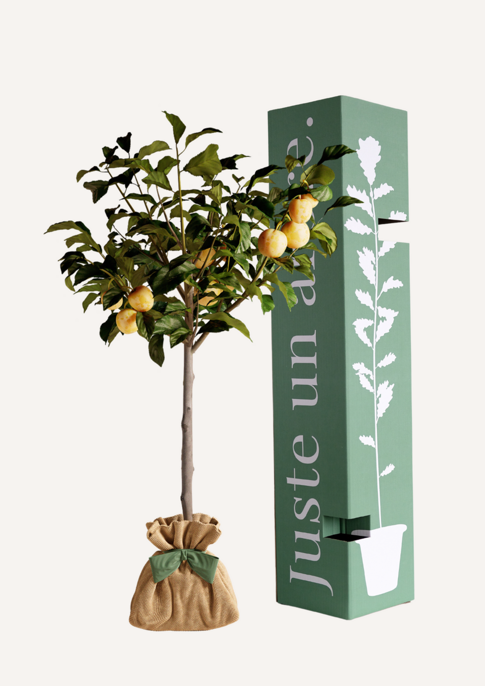 Prunier reine claude dorée | idée cadeau : naissance, mariage, anniversaire, baptême