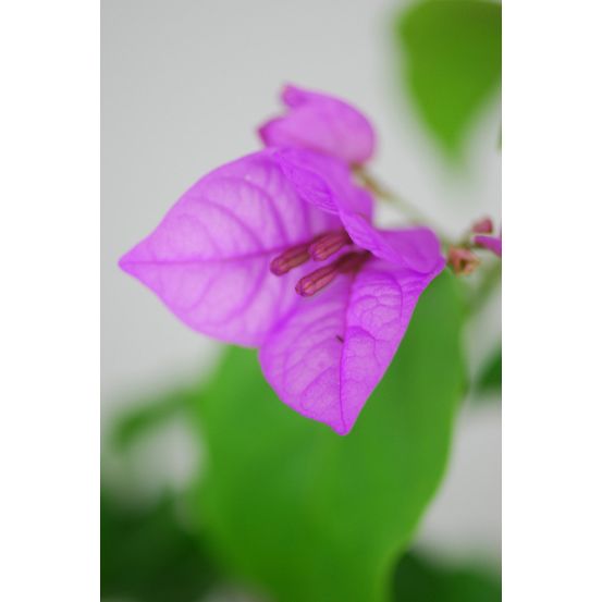 Bougainvillier 'violet de mèze' - en pot de 3 litres