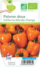 Poivron california wonder orange  -plant ab  en  pot 0.5 l- plante du jardin