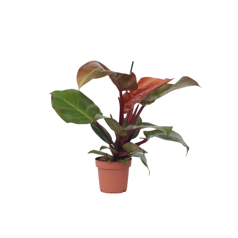 Plante verte - philodendron 'sun light' - hauteur 20-30cm - ⌀12cm