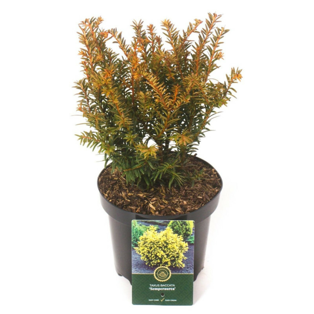 If commun semperaurea - taxus baccata semperaurea 25/35cm pot 2,5l