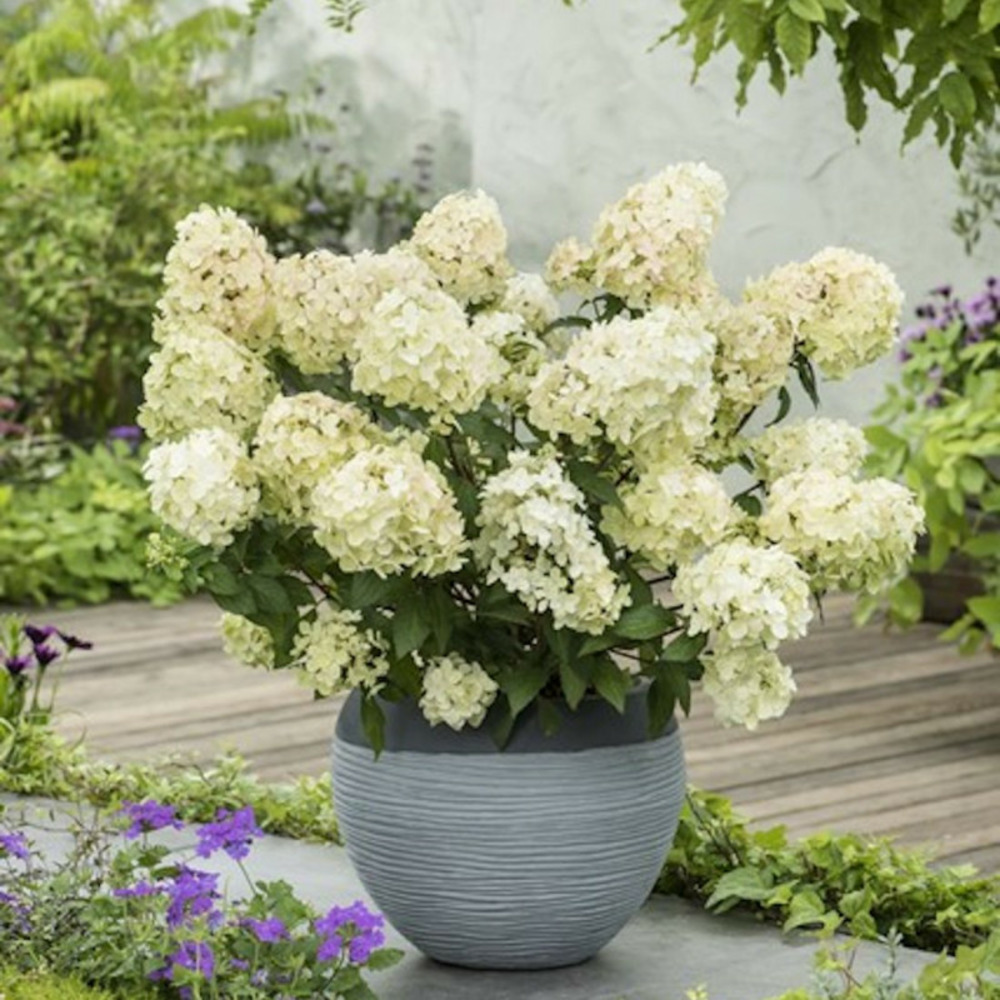 Hortensia paniculata petite® star 'coustar02', hydrangea paniculata pot de 4l - 20/40 cm