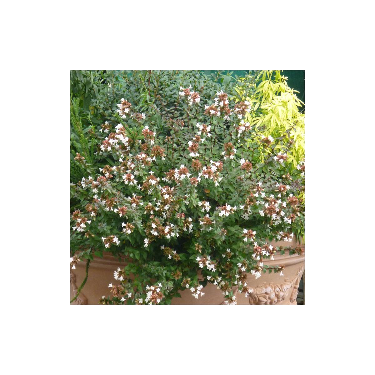 Abélie à grandes fleurs sherwood/abelia grandiflora 'sherwood'[-]pot de 15l - 100/150 cm