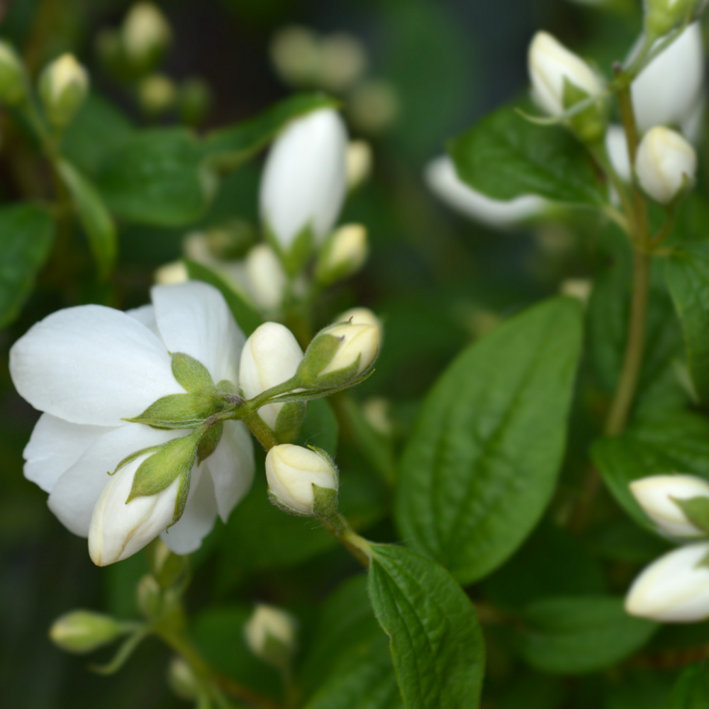 Seringat - philadelphus snowbelle 3l