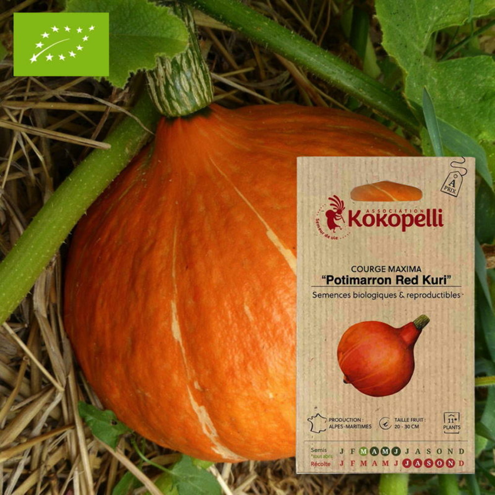 Courge maxima potimarron red kuri- graines bio à semer