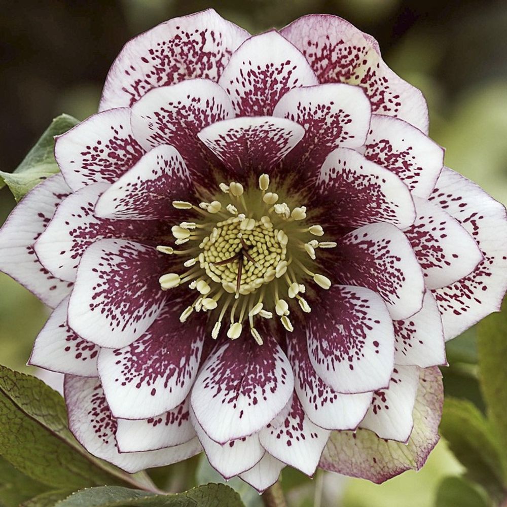 Hellébore 'double white spotted' pot de 2l/3l