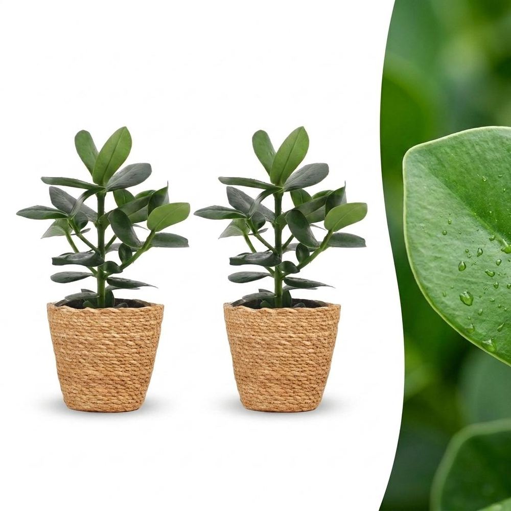 Clusia princess - clusia - pot de 12cm