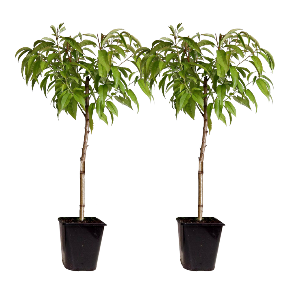 Prunus persica bonanza - set de 2 - pêcher nain - pot 15cm - hauteur 60-70cm