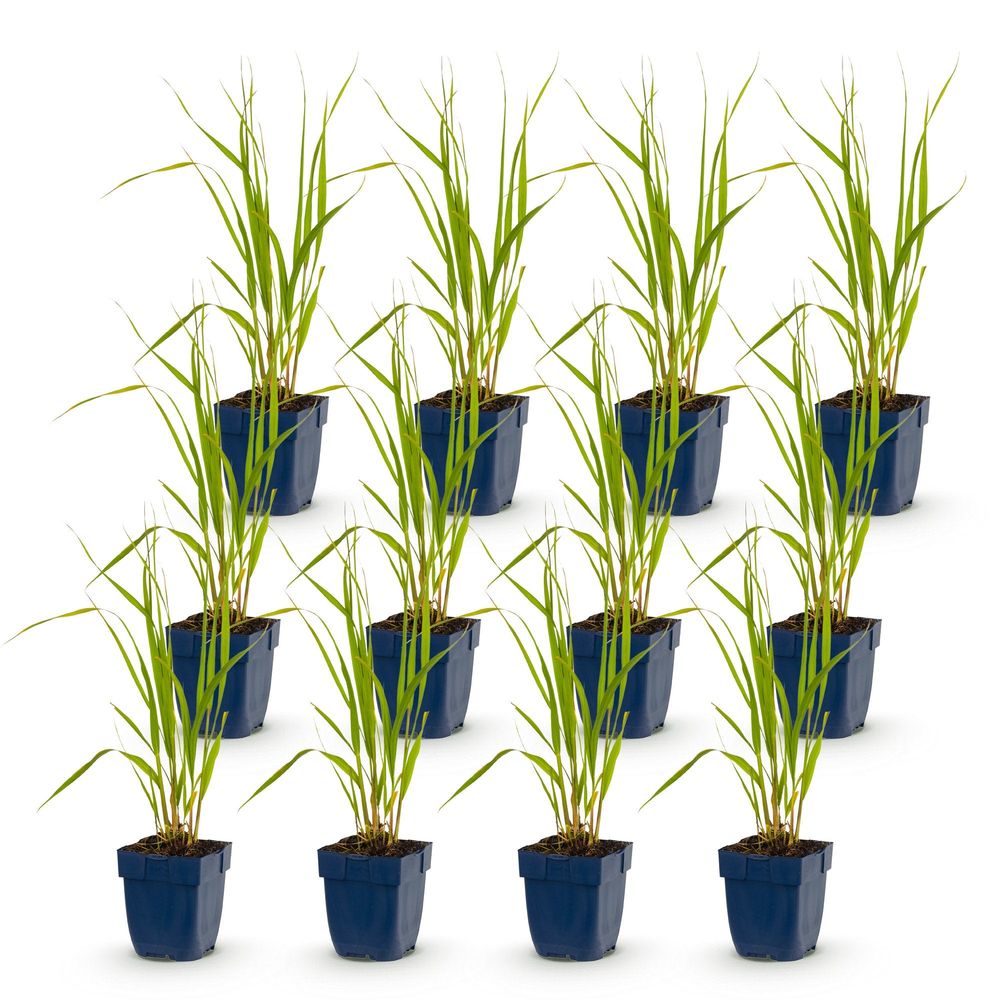 Molinie 'heidebraut' - lot de 12 - pot 11 cm - hauteur 25 cm - plante d'extérieur