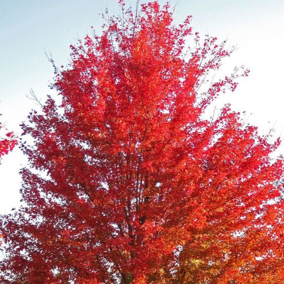 Érable freemanii autumn blaze, acer pot de 15l - baliveau