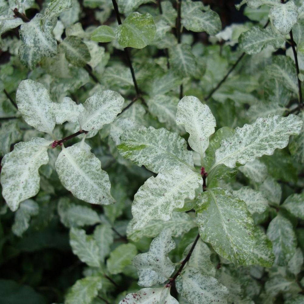 Pittosporum à petites feuilles 'irene patterson' pot de 2l/3l